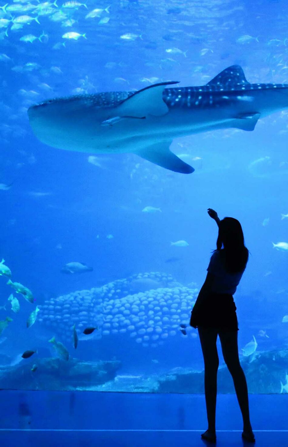 Visiter l&rsquo;aquarium