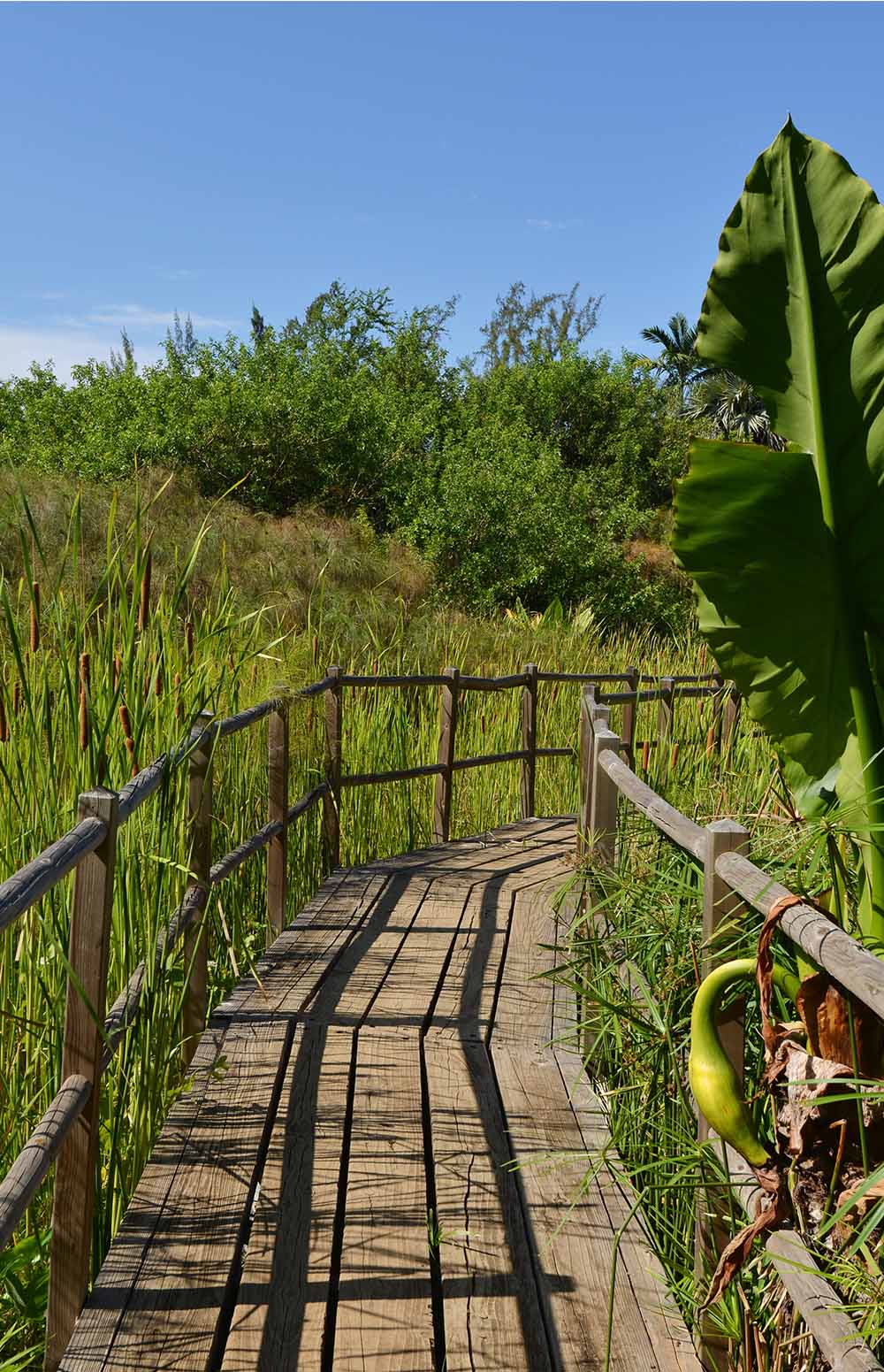 Voir le jardin d&rsquo;Eden